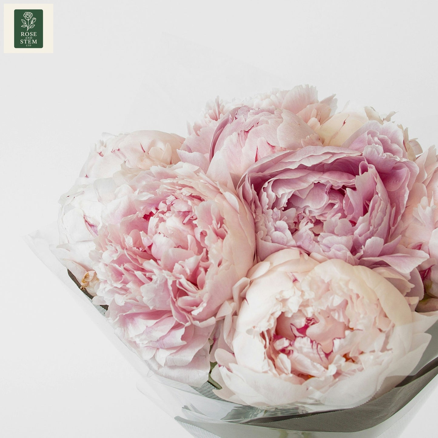Blush Peonies