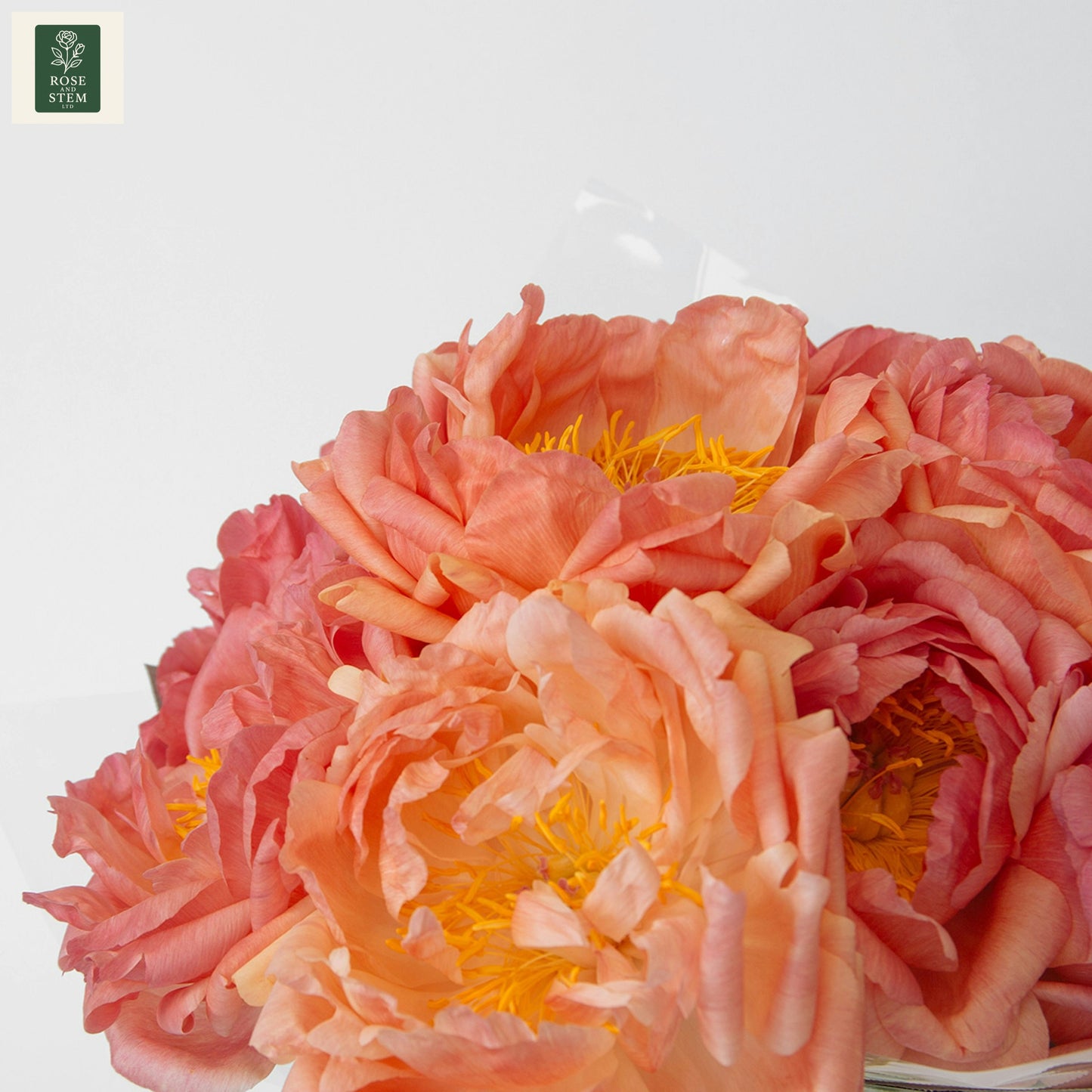 Coral Peonies