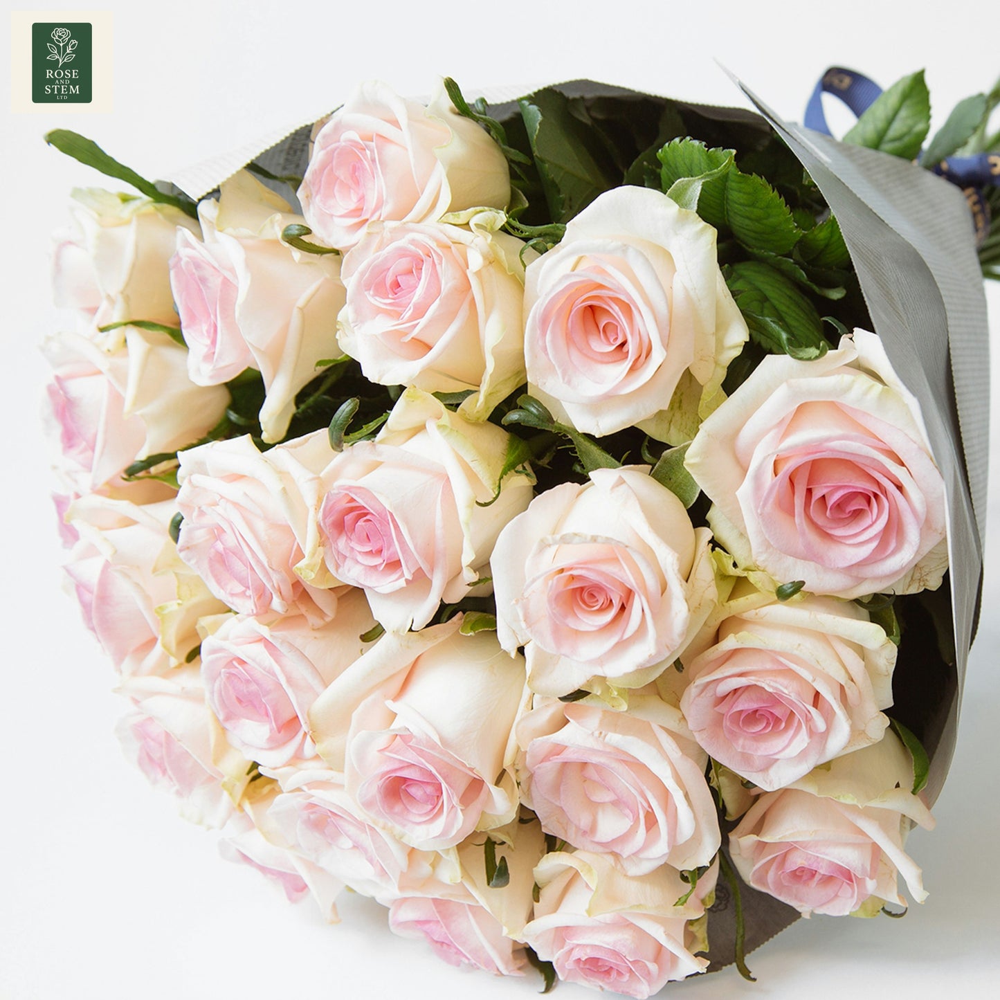 20 Light Pink Rose