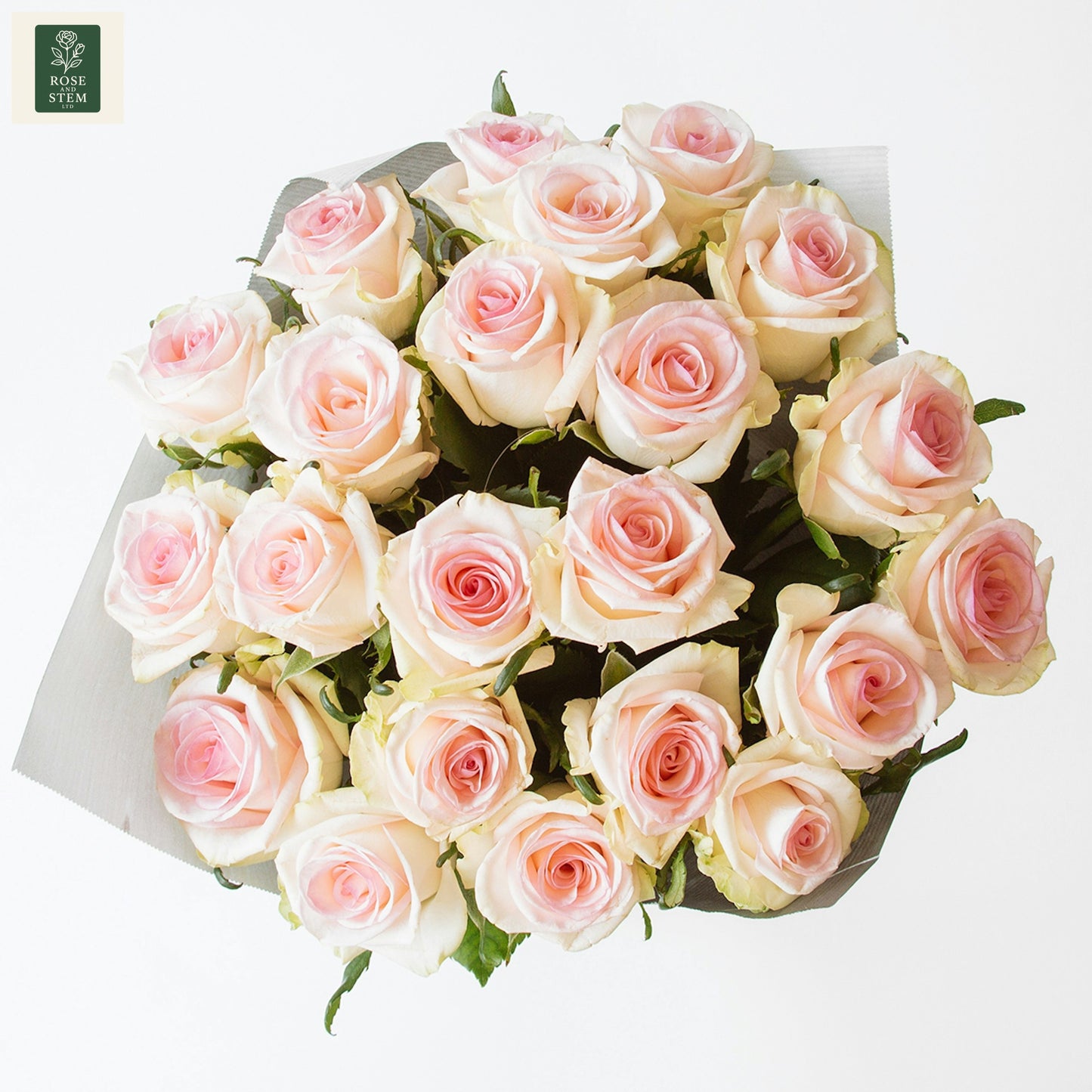 20 Light Pink Rose