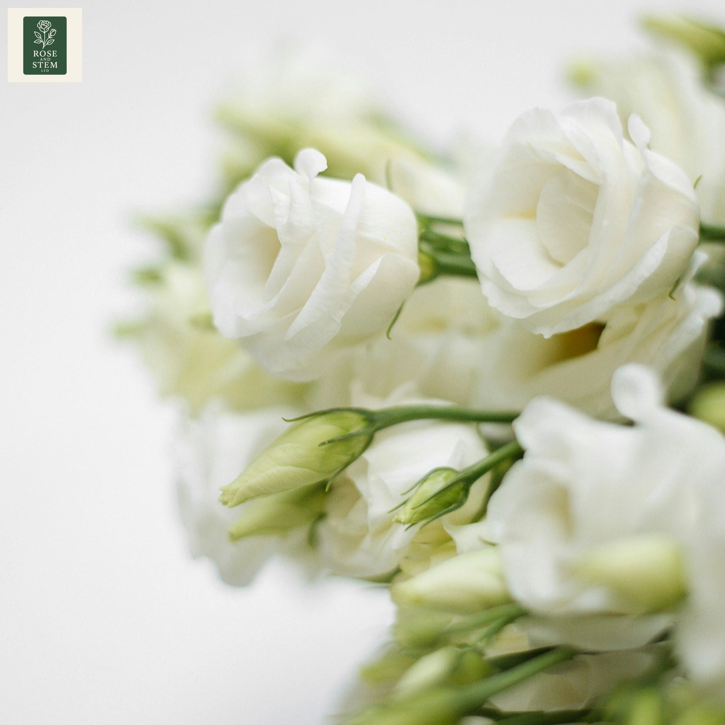 White Lisianthus