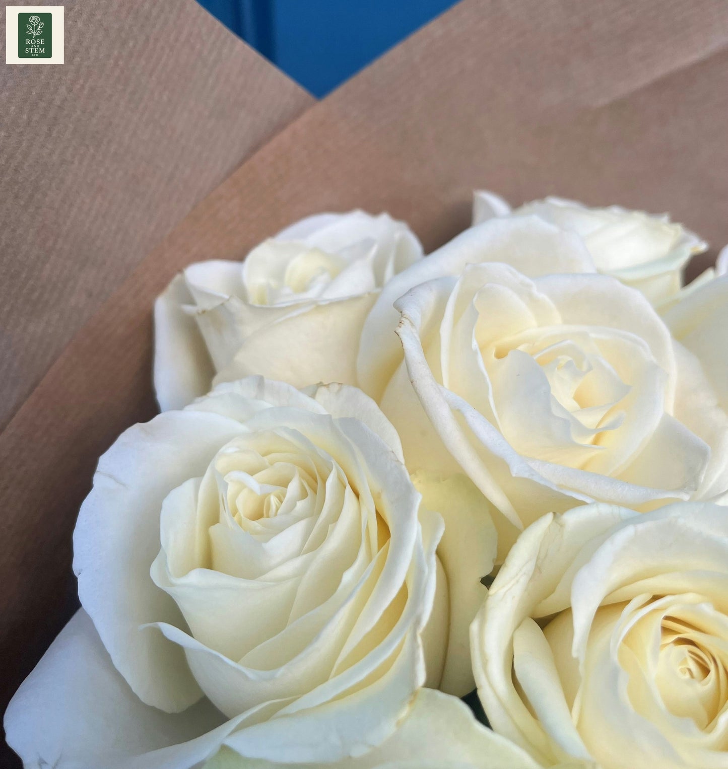 White Rose - A Dozen