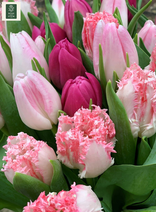 Pretty Pink Tulip Mix