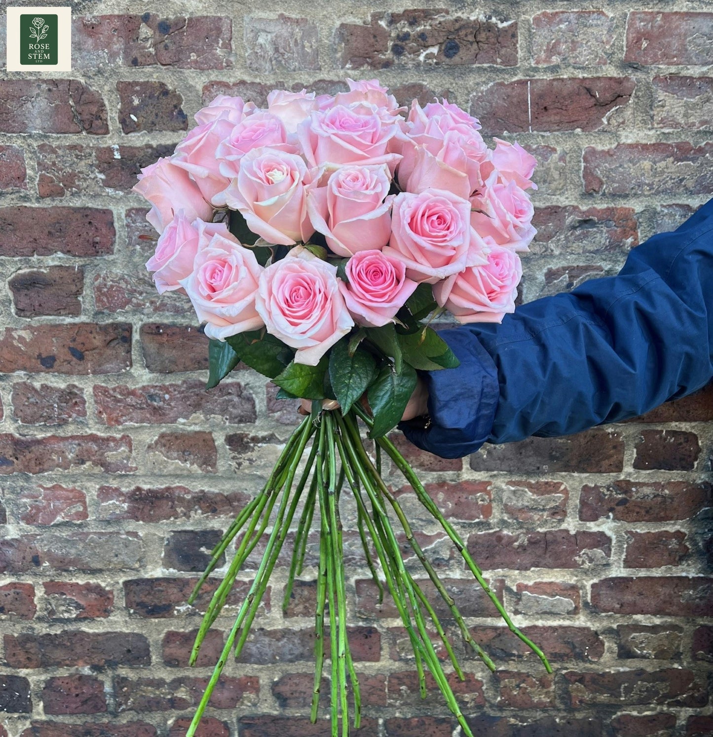Pink Rose - Two Dozen